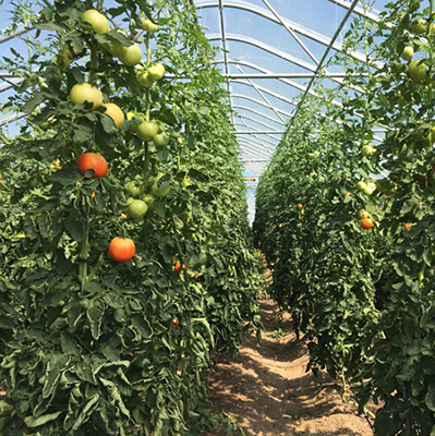 Fertility tips and foliar testing to maximize high tunnel crops